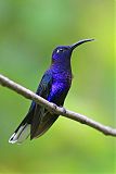 Violet Sabrewing